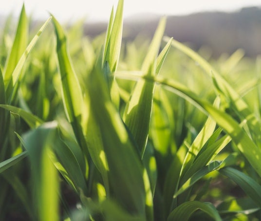 Image of grass close up